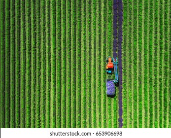 Aerial View Of Tractor Harvesting Field Of Lavender.