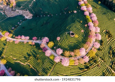 Aerial view of traditional Chinese tea garden, with blooming cherry trees on the tea mountain at dusk, in Yongfu cherry blossom garden in Longyan, Fujian, China