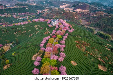 Aerial view of traditional Chinese tea garden, with blooming cherry trees on the tea mountain at sunrise, in Yongfu cherry blossom garden in Longyan, Fujian, China