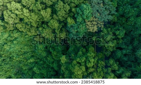 Aerial view of trail hiding in forest