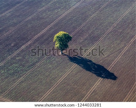 Similar – Baum von oben Natur