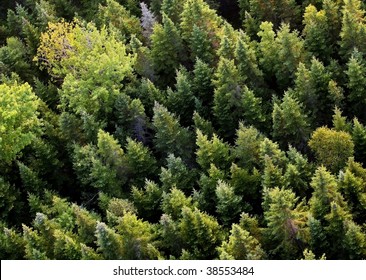 Aerial view of trees in New Brunswick, Canada. - Powered by Shutterstock