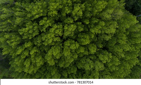 Aerial View Of Trees In Plantation