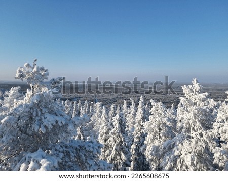 Aerial view with the treetops of Mount Levi and the snowy forest. Arctic polar landscape with a blue sky. Presence of fir trees
