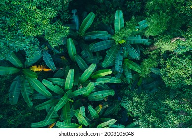 Aerial View Of Tropical Forest In Summer