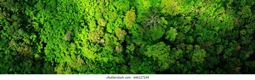 Aerial View Of Tropical Rain Forest