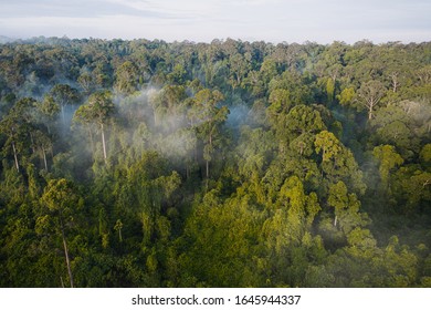 An Aerial View Of Tropical Rainforest In The Morning Misty, Stunning View Of Jungle Forest 