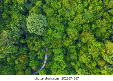 An aerial view of tropical rainforest in Sabah, Borneo. - Shutterstock ID 2022874367