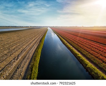 Aerial View Of Tulip Field