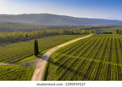 Aerial view of Tuscan Vineyards with  Rows of grapes Hon a clear morning in spring in the hills near Murlo, Siena , Tuscany, Italy. April.