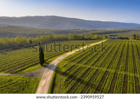 Aerial view of Tuscan Vineyards with  Rows of grapes Hon a clear morning in spring in the hills near Murlo, Siena , Tuscany, Italy. April.