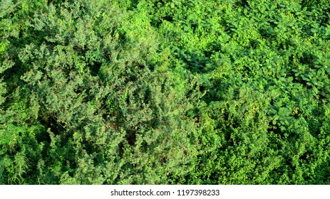 Aerial View Of An Urban Tree Canopy