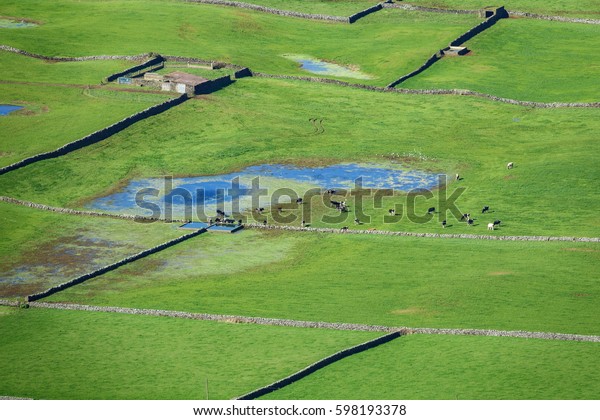 Aerial view of valley with farm fields,\
pond and cows in the Terceira island in\
Azores