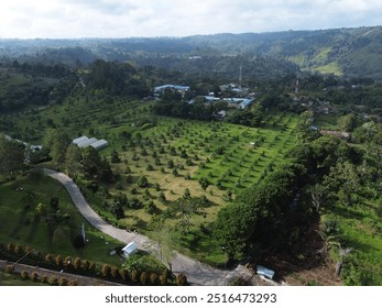 Aerial view of a vast orchard surrounded by hills and lush green forests, featuring a clear path cutting through the landscape. Perfect for agriculture, nature, and rural themes. - Powered by Shutterstock