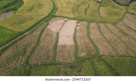 Aerial view of vast, vibrant paddy fields with green patches divided by narrow, water-filled paths, creating a lush, patterned landscape under clear skies that reflects the peacefulness of rural life - Powered by Shutterstock