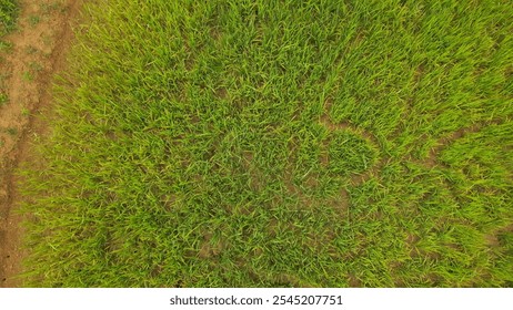 Aerial view of vast, vibrant paddy fields with green patches divided by narrow, water-filled paths, creating a lush, patterned landscape under clear skies that reflects the peacefulness of rural life - Powered by Shutterstock