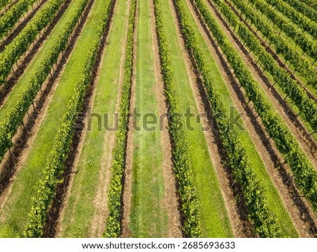 Aerial view of vertical rows of grapevines, East Sussex, England