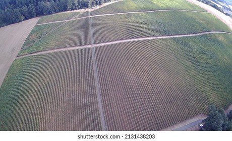 Aerial View Of Vineyard In The Dundee Hills Of Oregon