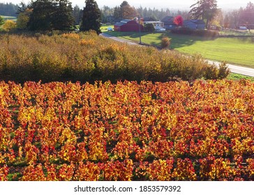 Aerial View Of A Vineyard And Filbert Orchard In Rural Oregon.