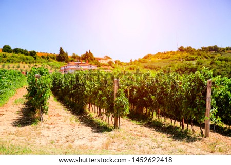 Aerial view of vineyard at the seaside and sunset in the middle of the grape shrubs