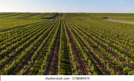 Aerial View Of A Vineyard In Summer