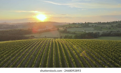 Aerial View Of Vineyards farms grapes plantation France hills countryside at sunrise. Amazing golden hour light agricultural landscape - Powered by Shutterstock