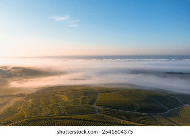 Aerial view of the vineyards near Rauenthal in the Rheingau in autumn with morning mist over the river - Powered by Shutterstock