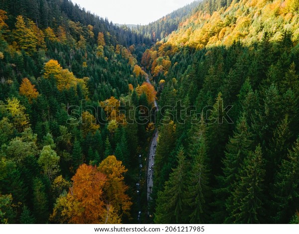aerial view of walking hiking trail in autumn\
forest copy space