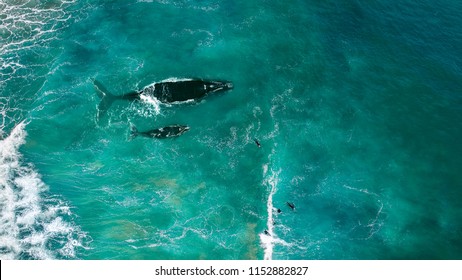 Aerial View, Whale Swimming With Surfers In The Green Ocean With Big Waves. Top View Ocean, Whale, Surf, Wave Background.