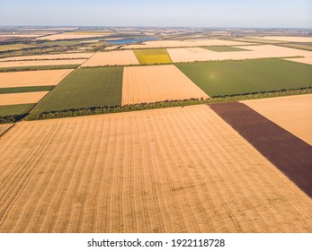 Aerial view of wheat field and tracks from tractor. Beautiful agricultural texture or background of summer agriculture landscape. Wheat farm from above.