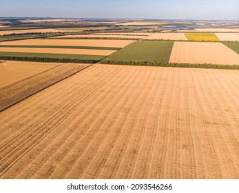 Aerial view of wheat field and tracks from tractor. Beautiful agricultural texture or background of summer agriculture landscape. Wheat farm from above.