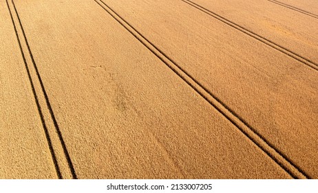 aerial view of wheat field and tracks from tractor, agricultural texture, wheat farm from above
