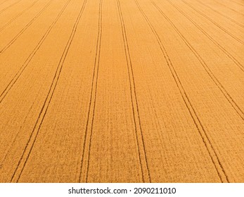 Aerial view of wheat field with tractor tracks. Beautiful agricultural texture or background of summer agriculture landscape. Farm from drone view.