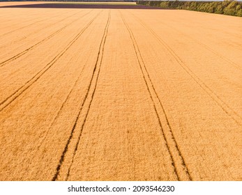 Aerial view of wheat field with tractor tracks. Beautiful agricultural texture or background of summer agriculture landscape. Farm from drone view.
