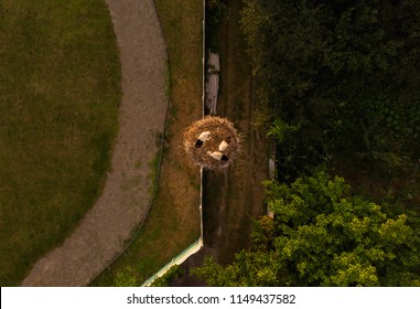 Aerial view of white storks nesting. storks in the nest top view
