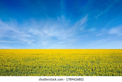 Aerial view of wide field of yellow blooming sunflowers and blue sky with light white clouds in Ukraine. Ukraine is one of largest producers of sunflower oil. - Powered by Shutterstock