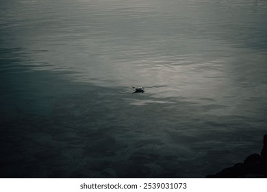 An aerial view of a wild duck swimming in a lake - Powered by Shutterstock