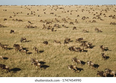 
Aerial View Of Wildebeest Migration In The African Savannah, Masai Mara