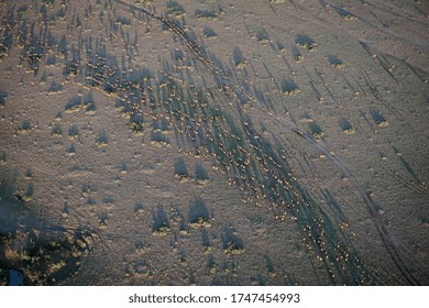 
Aerial View Of Wildebeest Migration In The African Savannah, Masai Mara