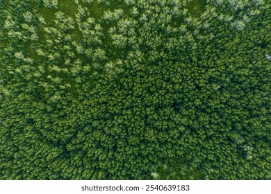 Aerial view of a winding river making its way through a vibrant mangrove forest - Powered by Shutterstock