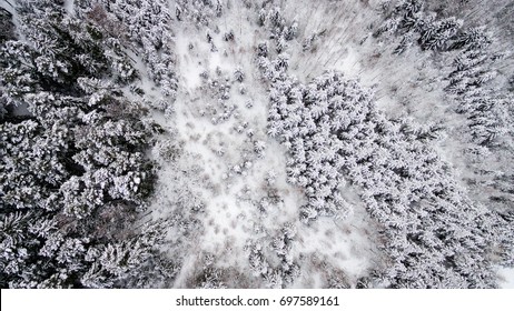 Aerial View Of Winter Forest Covered In Snow. Drone Photography - Panoramic Image