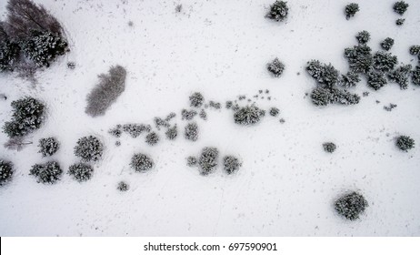 Aerial View Of Winter Forest Covered In Snow. Drone Photography - Panoramic Image