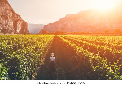 Aerial view of woman in hat stands on large vineyard plantation under beautiful sunset light. Agri tourism tour of Tuscany. Female tourist enjoy travel visiting vineyard site. Wine production region - Powered by Shutterstock