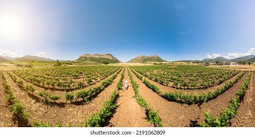 Aerial view of a woman in vineyards of Corsica winegrowing of Corsican wine. Corsica in the French countryside. Heritage vineyards of France in wine region Corsica. drone view and 360 degrees - Shutterstock ID 2191062809