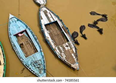 Aerial View Of Wooden Boats On The Ganges In Varanasi And Water Buffaloes