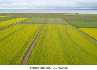 Aerial View Of Yellow Cole Flowers Flowering In The Lakeside Of Qinghai Lake,China