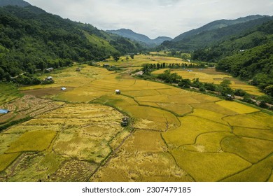 Aerial view of the yellow rice field, grew in different pattern, soon to be harvested and 
surrounded by green mountains at Nan, Thailand.