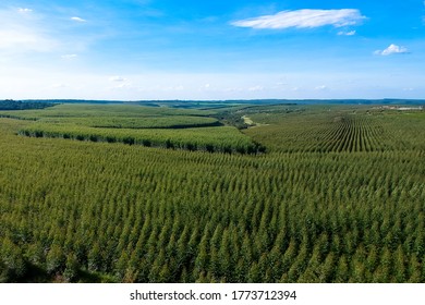 Aerial view of a young Eucalyptus plantation in Brazil