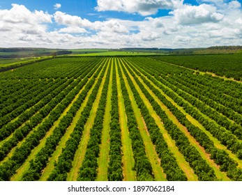 Aerial views over top of rows of orange trees in plantation. - Powered by Shutterstock