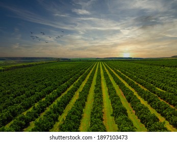 Aerial views over top of rows of orange trees in plantation in sunset - Powered by Shutterstock